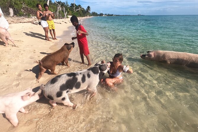 Ultimate SeaXscape Pigs/Turtles/Snorkel/Lunch/Drinks/PU/DO - Conch ceviche, sandwiches, and cold drinks