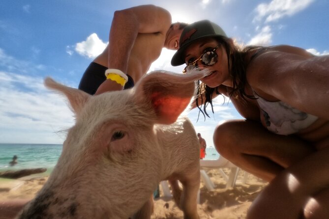 Ultimate SeaXscape Pigs/Turtles/Snorkel/Lunch/Drinks/PU/DO - Meeting Nassau’s swimming pigs